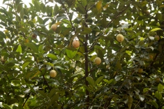 cache/Bildergalerien//Asien -Tailand Bali Sri Lanka/Pflanzen/Muskatnussbaum-3d_Myristica-fragrans.jpg